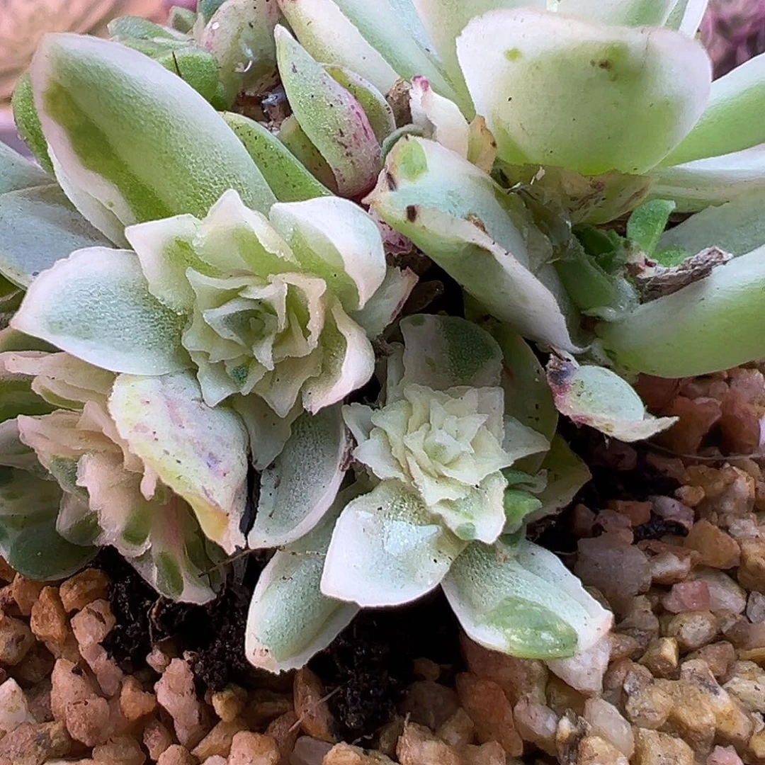 山地玫瑰锦秋夕1489号