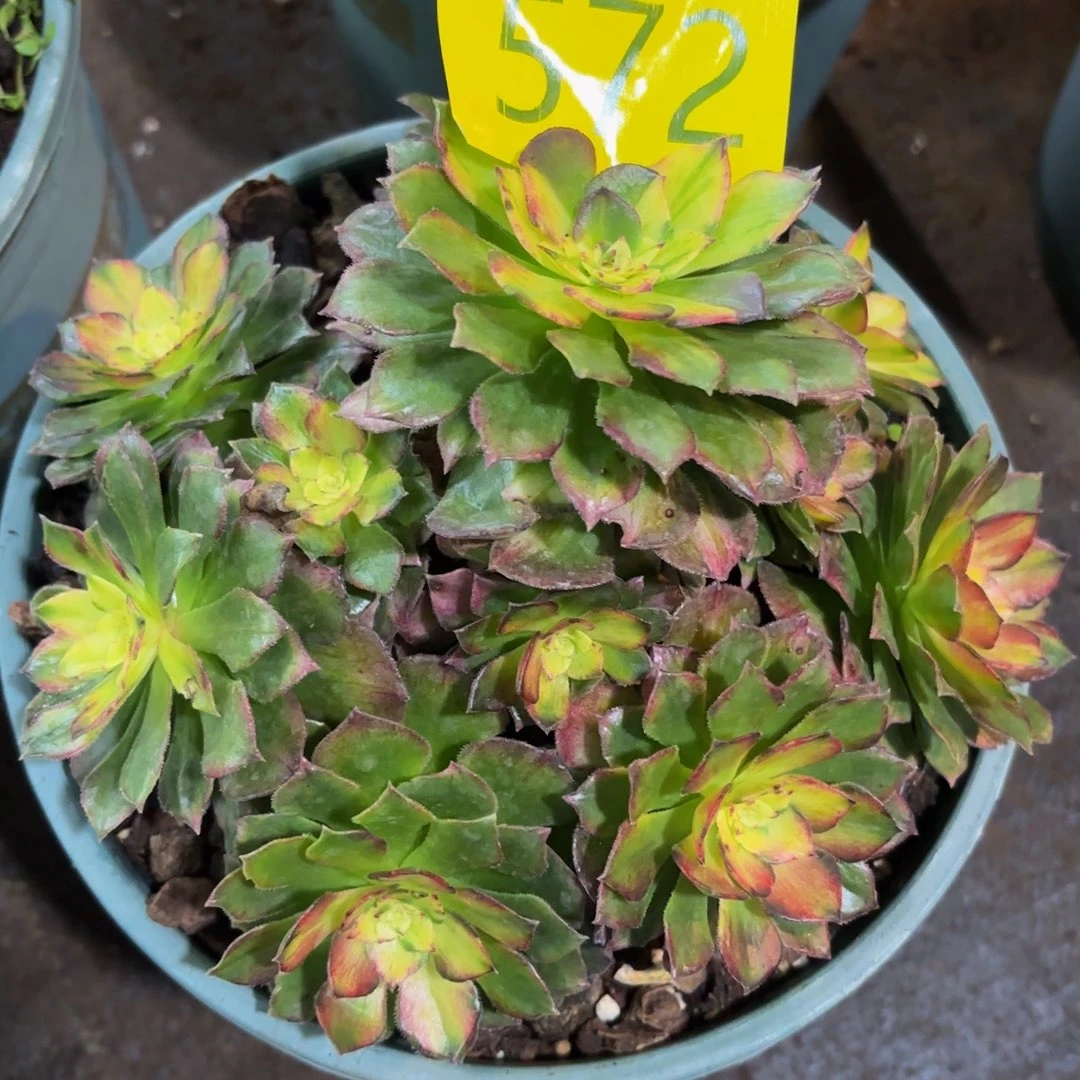 哈哈多肉葡萄福利572