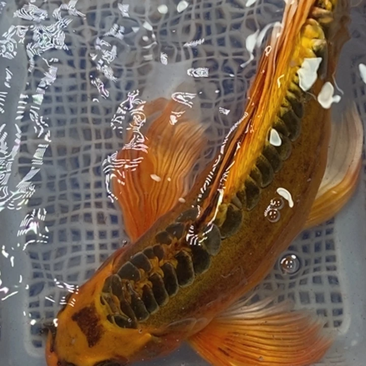 锦鲤冷水锦鲤包邮