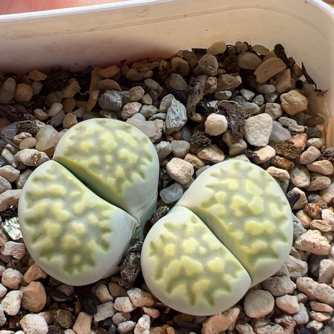 绿蜡笔多肉植物母本