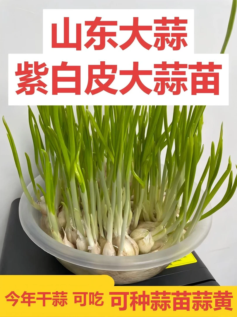 种植用大蒜-蒜瓣蒜黄蒜苗可食用水培室内外发芽