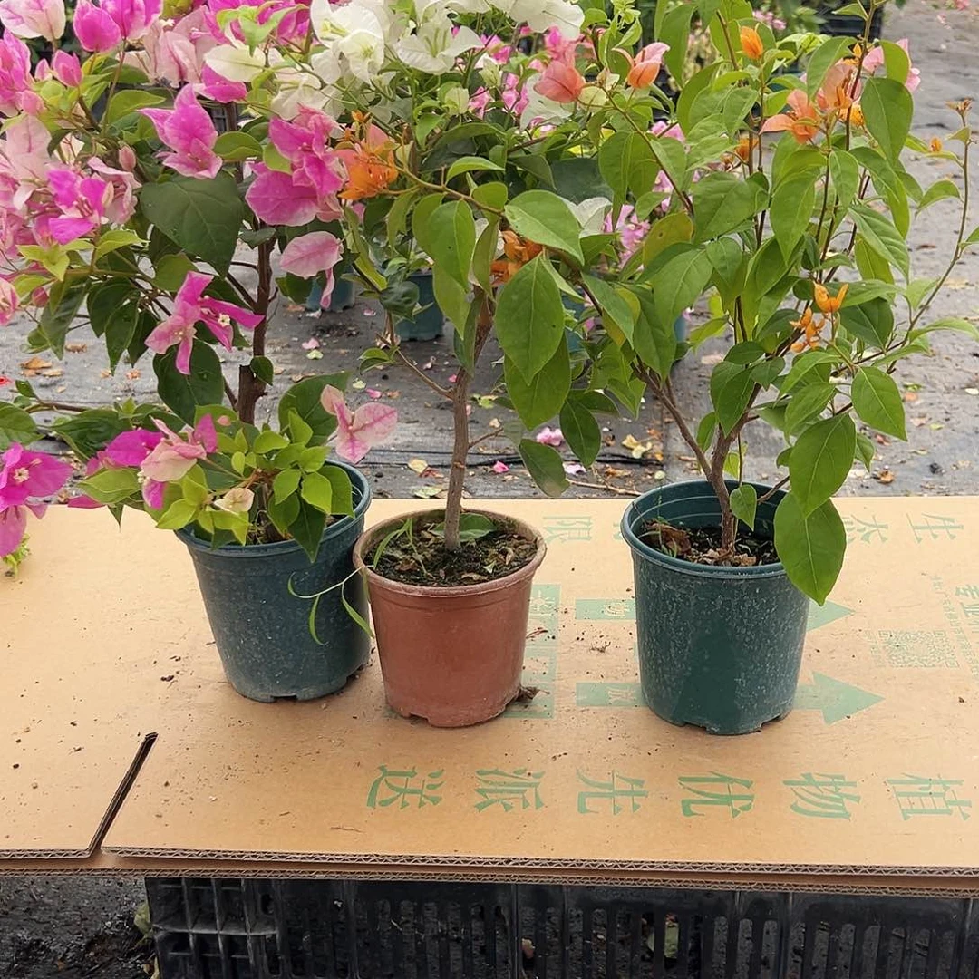 大部分花苞少量开放漳红樱，白雪公主，金发女郎组合