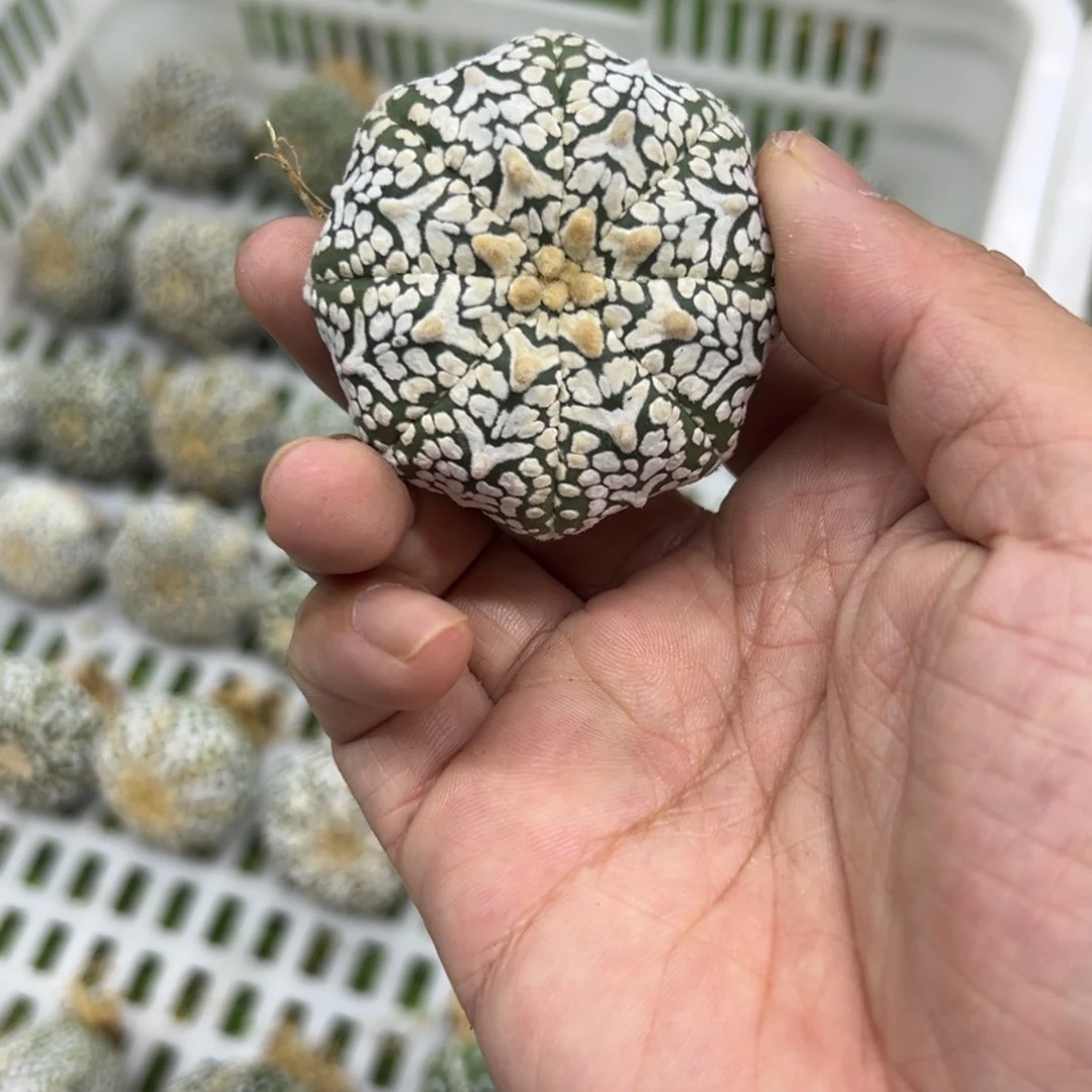 冈*046号兜仙人球多肉植物