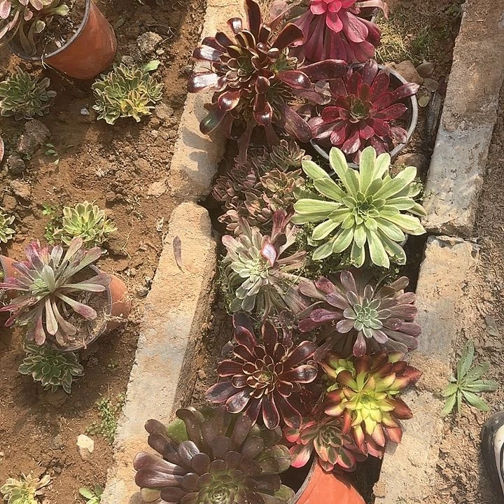 多肉植物小苗11颗25号