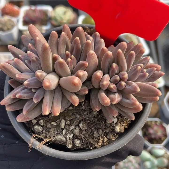 69乌拉克拉多肉植物保护