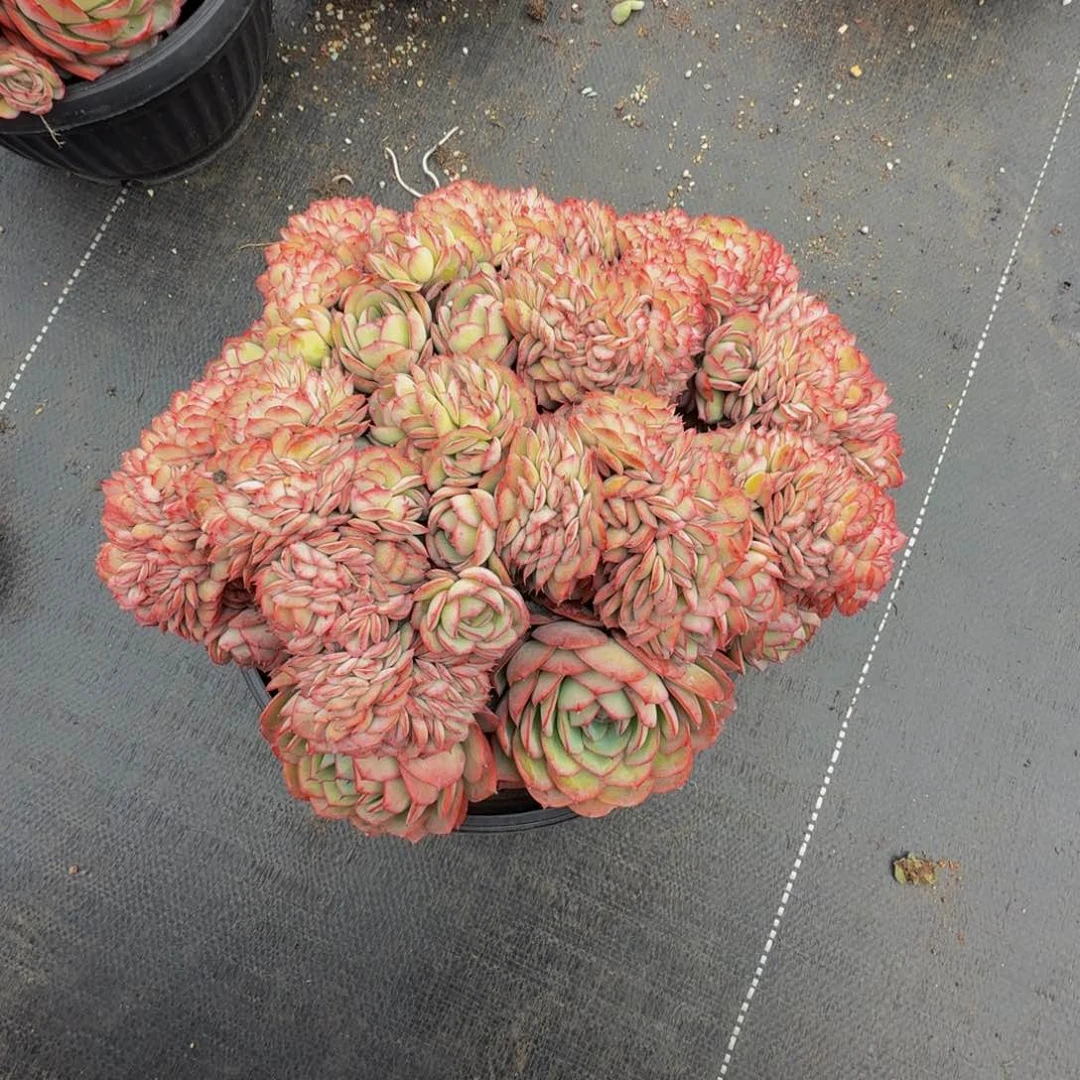 冻***牡丹亭缀化呀呀呀