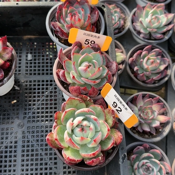 百***合74，59，92 惊鸿仙子多肉植物6-9cm