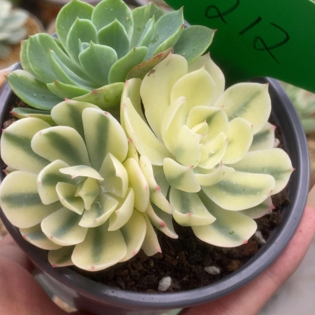 212海啸锦锦锦锦锦锦锦