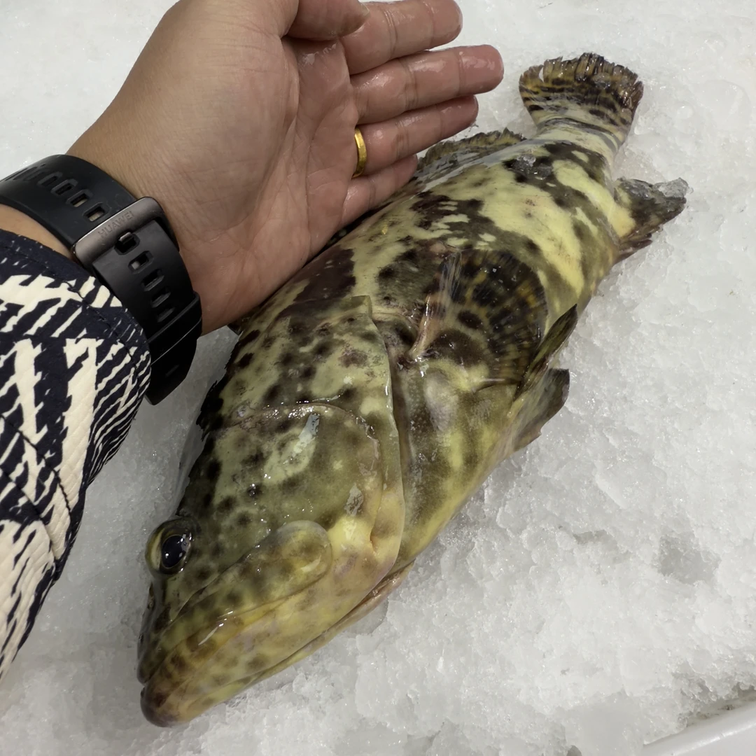 【马鲛仔海产】本港石斑鱼珍珠斑 3条 400/450g条 真空包装顺丰包邮