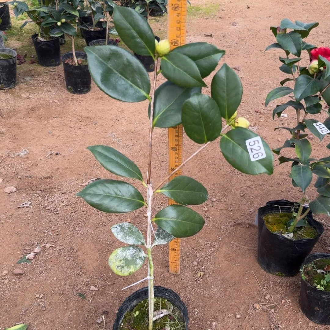 少量花朵（建议范围：2朵-5朵 或40%以下）526戴氏