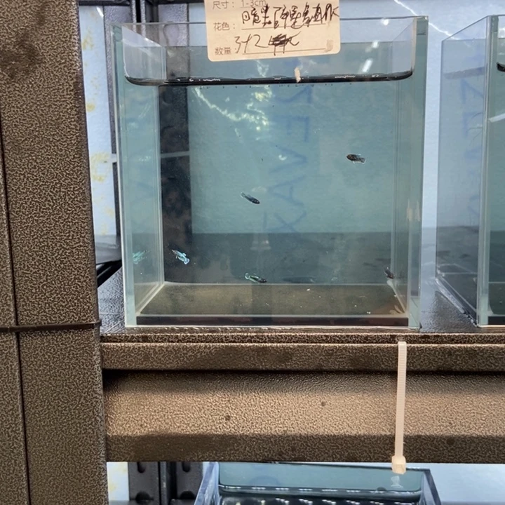 斗鱼包活不包损所见即所得008