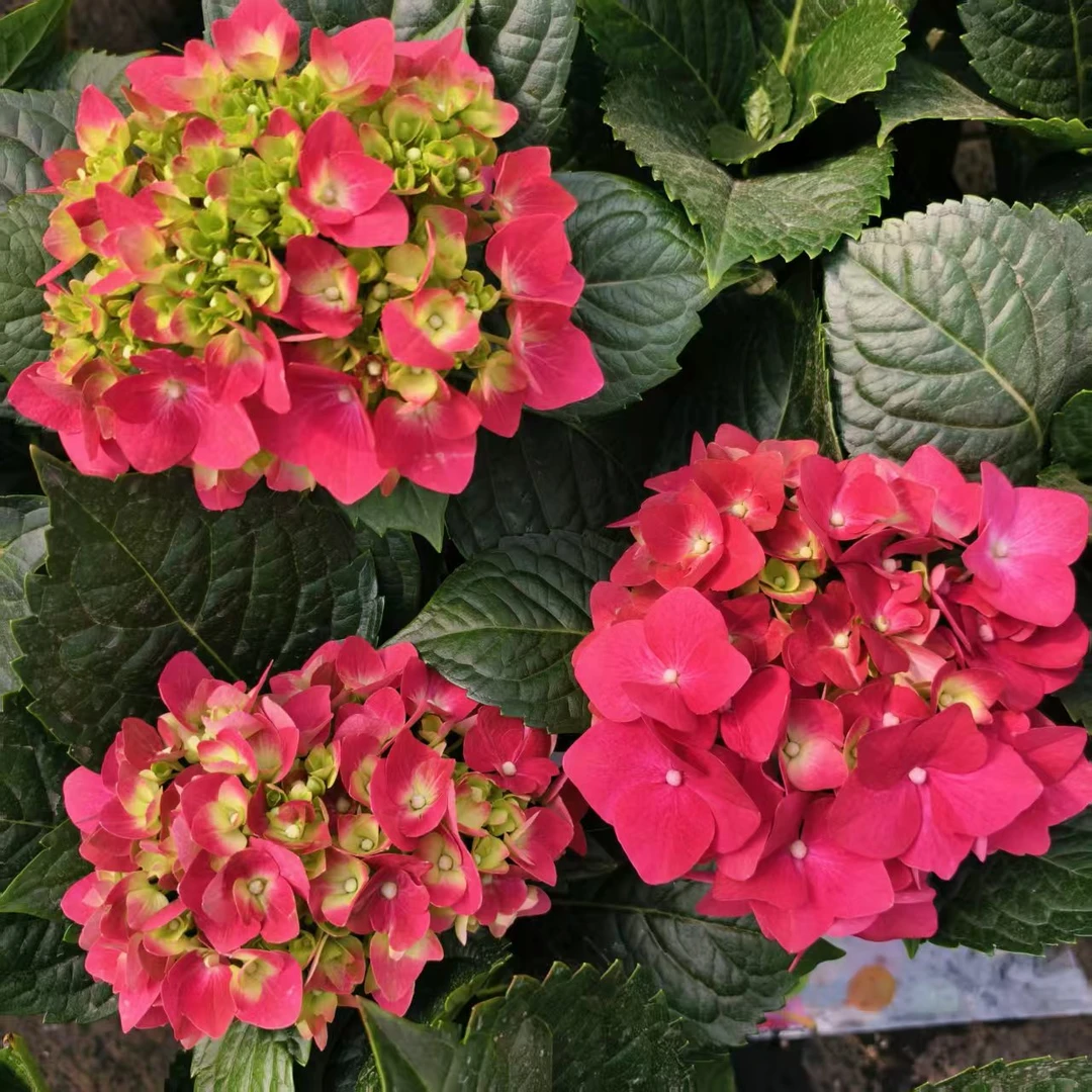 【火焰山】绣球花盆栽好养活