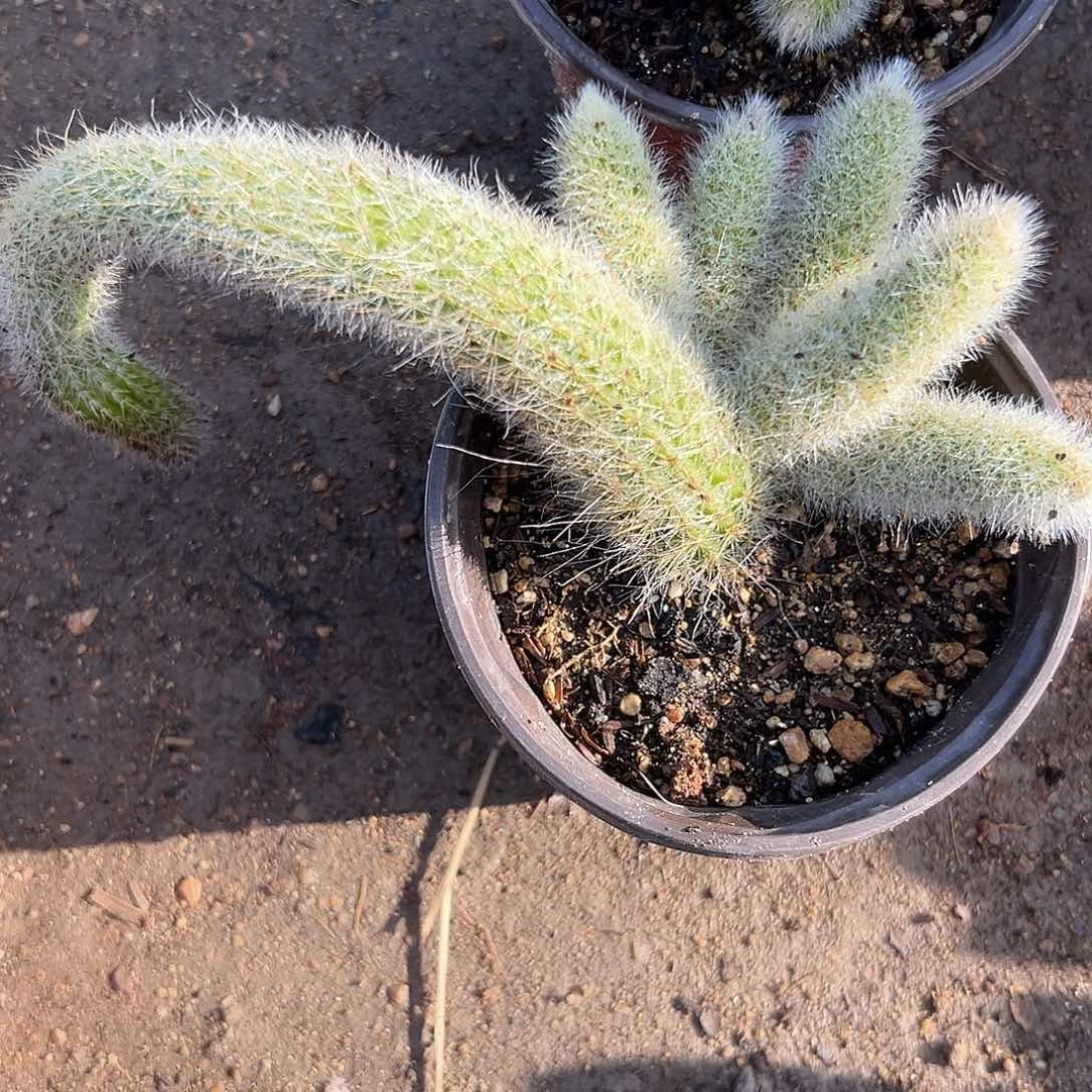 富多植物中央音乐学院