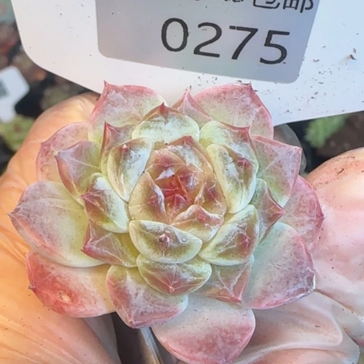 275号    冰魄秘境