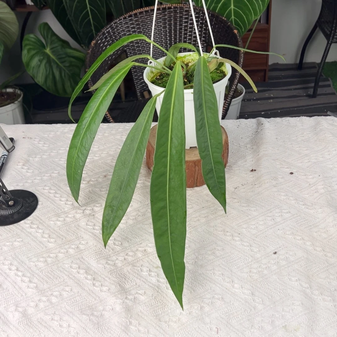 完全开放原桩进口双头豌豆荚