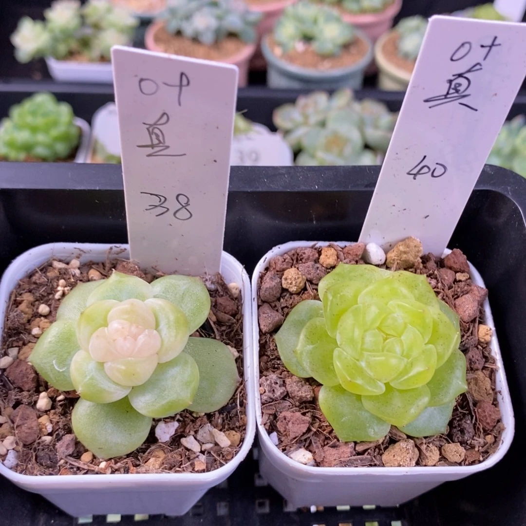 叶***真叶真两颗一颗包邮