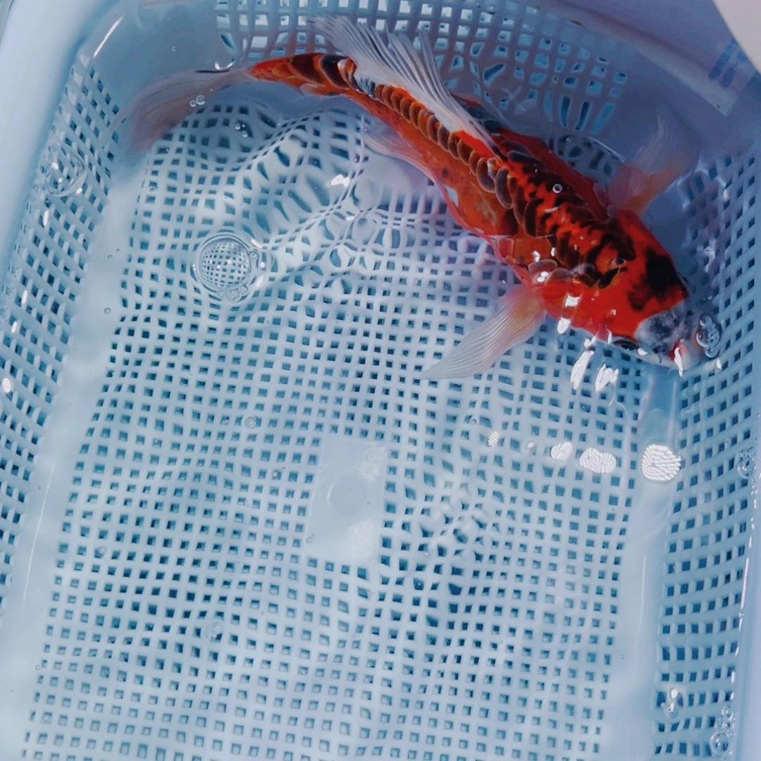 海水鱼锦鲤冷水161