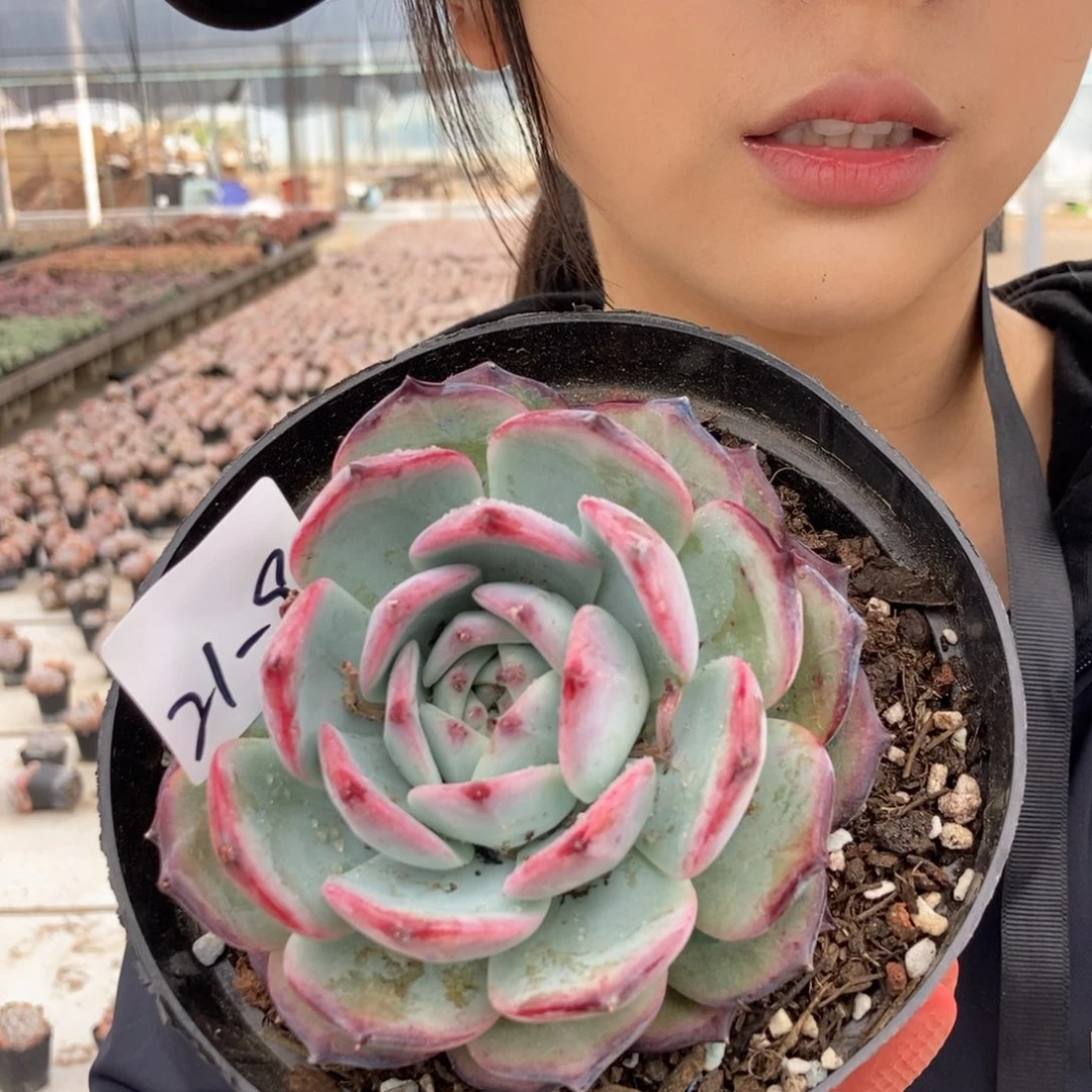 21-9胖体红拉糖单头带崽随机