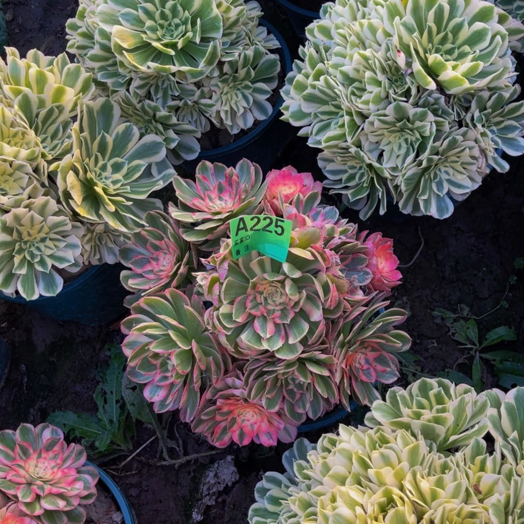 海神法师朵朵83-44