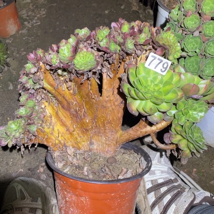 29厘米抹茶缀779号