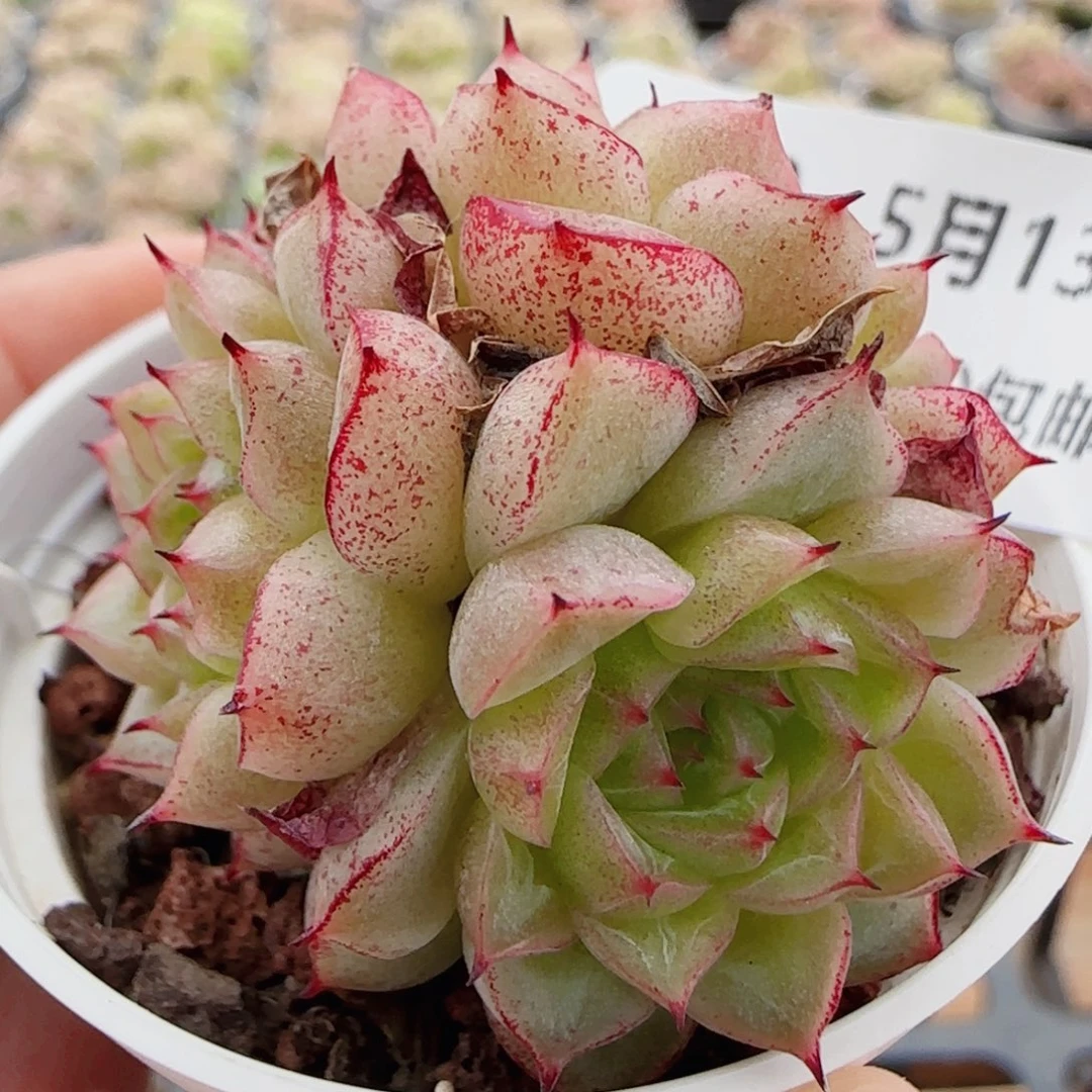花语逸镜0513-100散