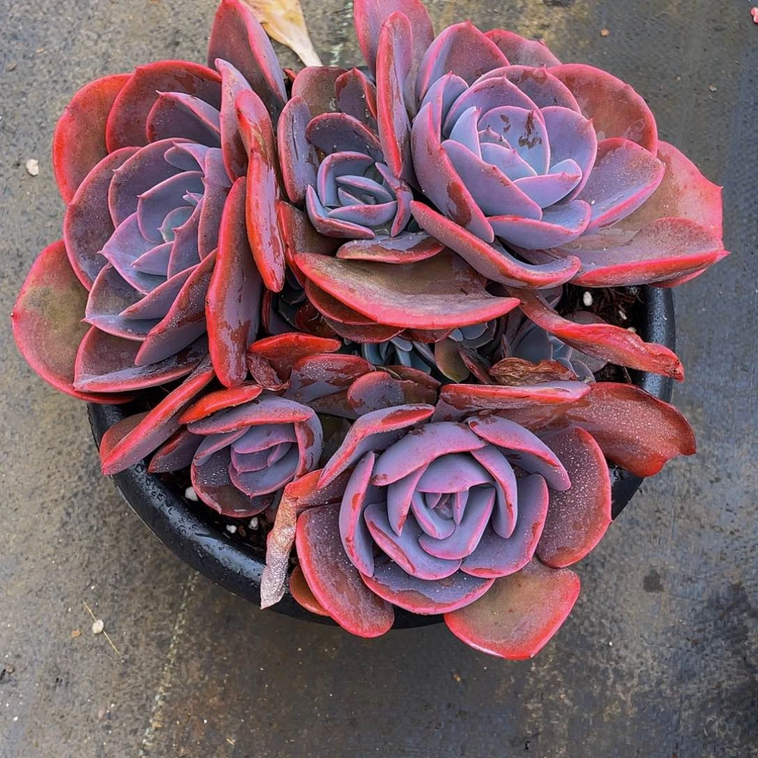 别****…尘埃玫瑰多肉植物群