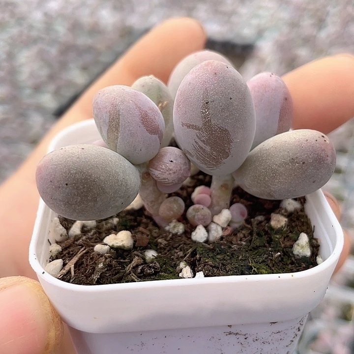 一物一拍满18包邮