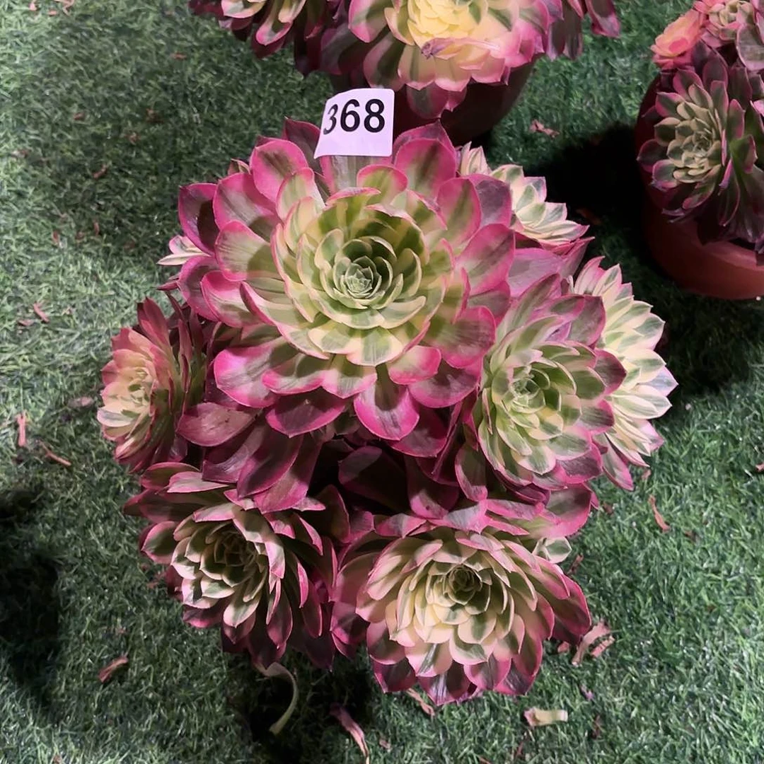 多肉法师海王368