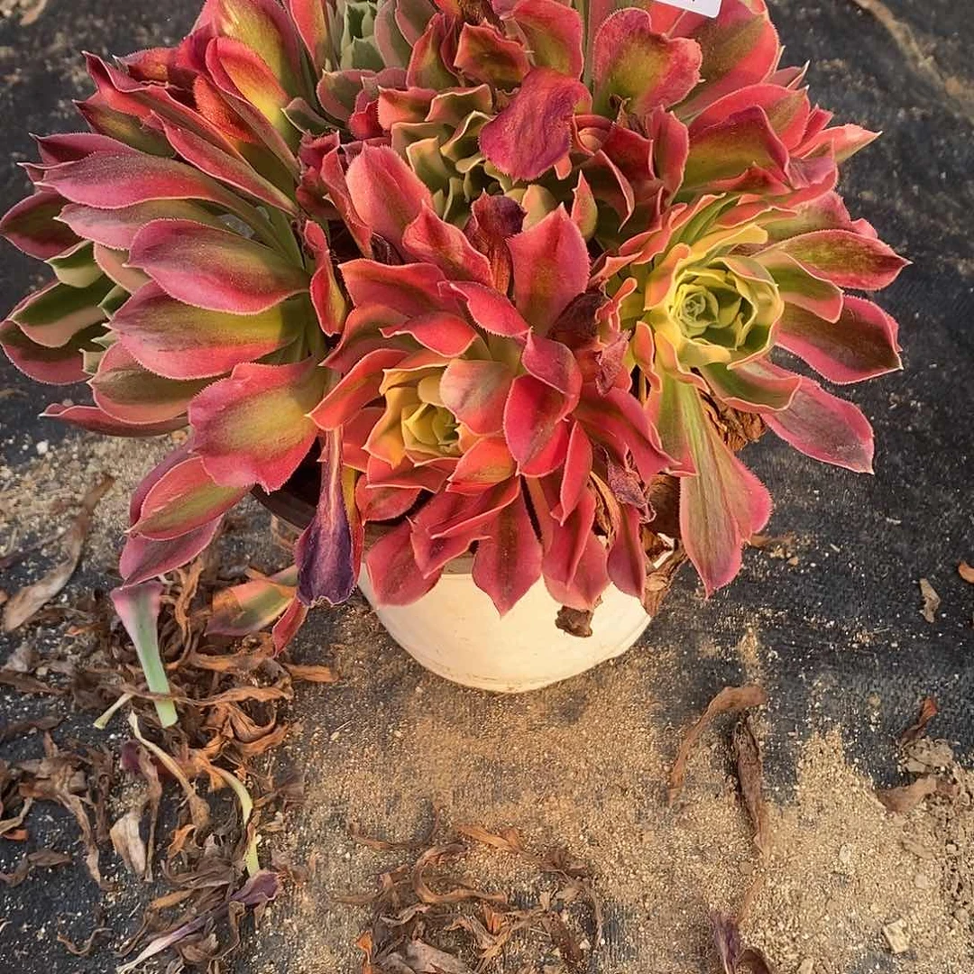 296白凤多肉法师锦有砍