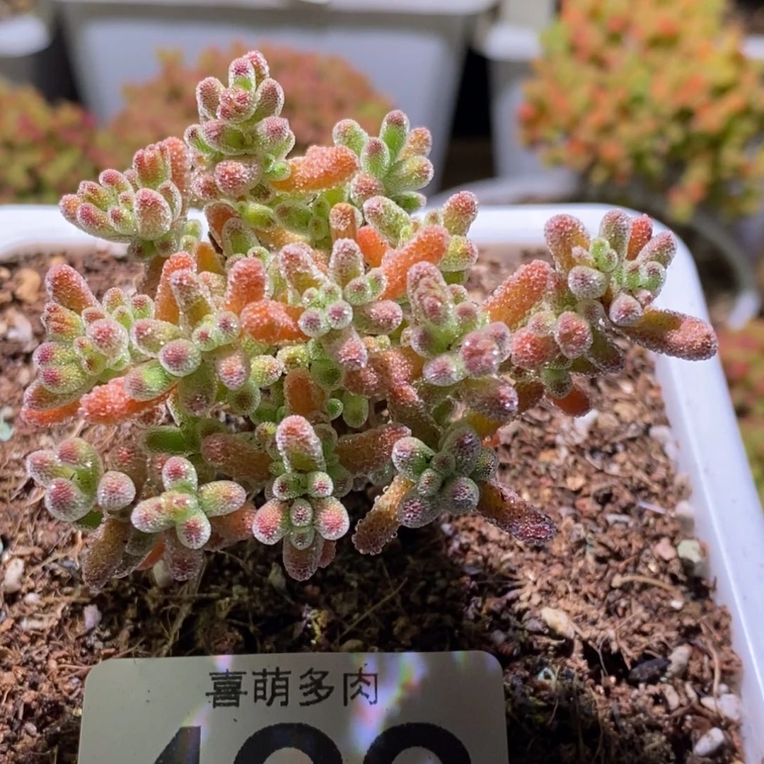 ?冰晶枝干番杏499