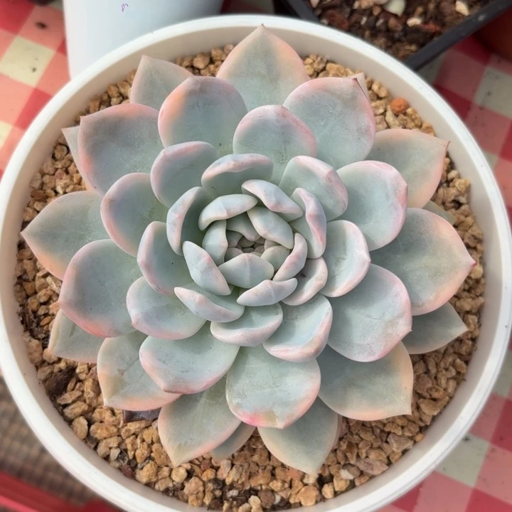 橙梦露锦一物一拍
