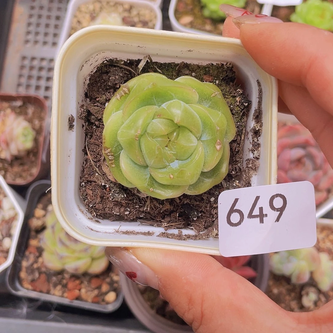 649。  绿茶爆珠。