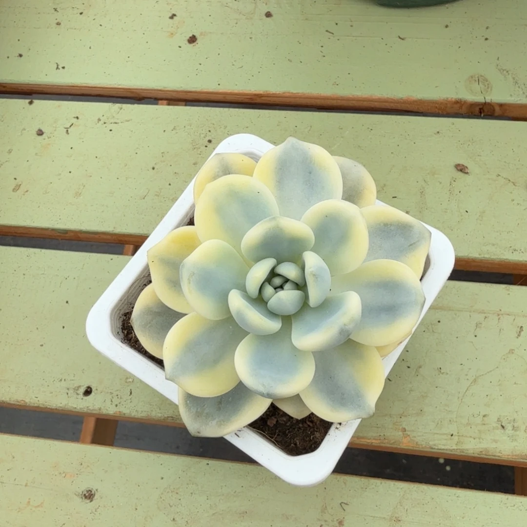 睡觉等做梦锦上园艺一物一拍