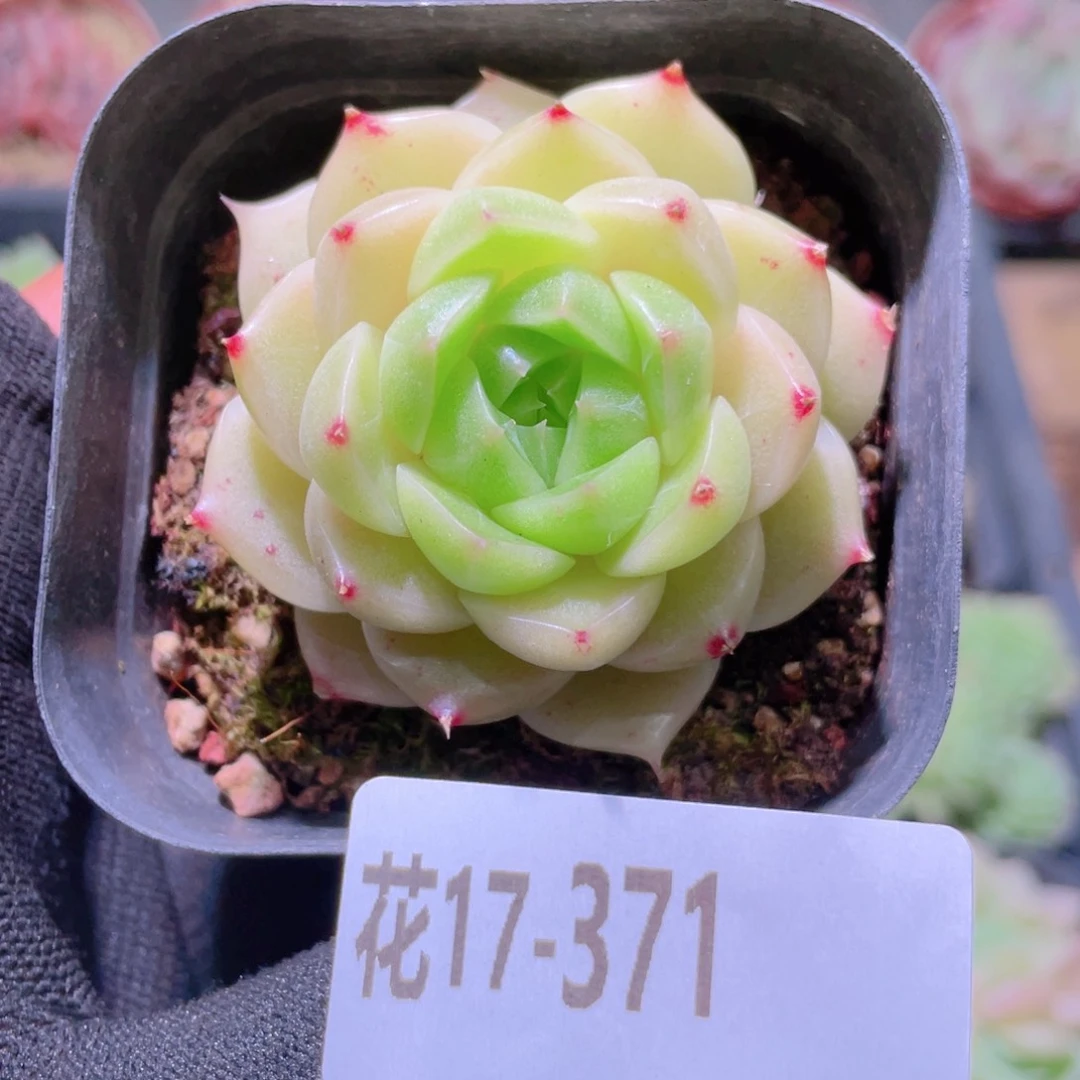 花利美17-371麦秆