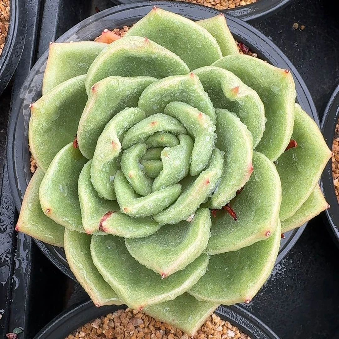 从前慢多肉编号丘比特