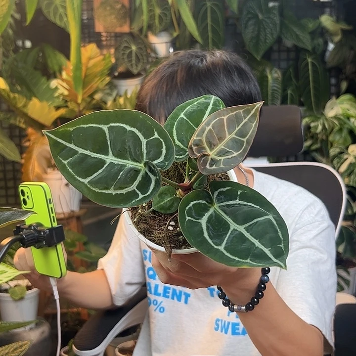 兔***草完全开放一物一拍J173