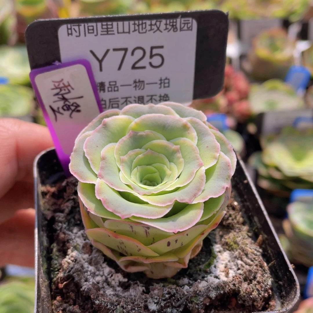 雨橙多肉725一物一拍