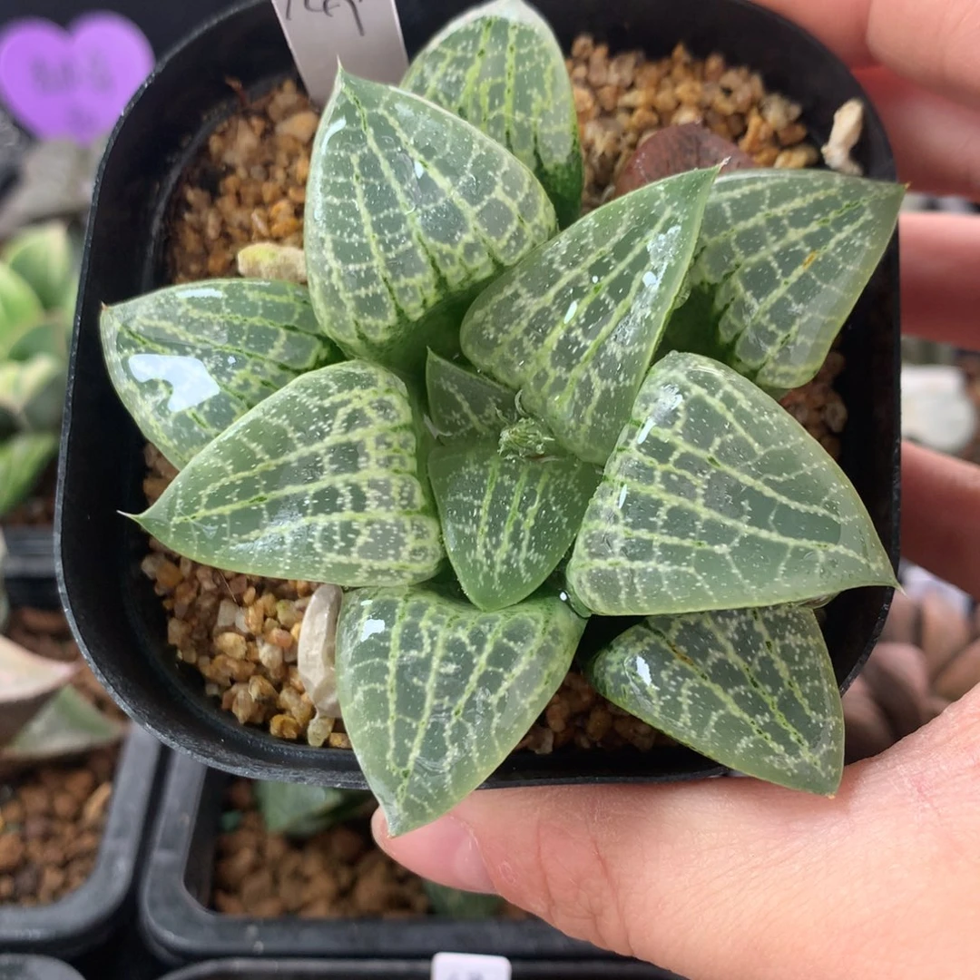 皮上窗实生寿一物一拍