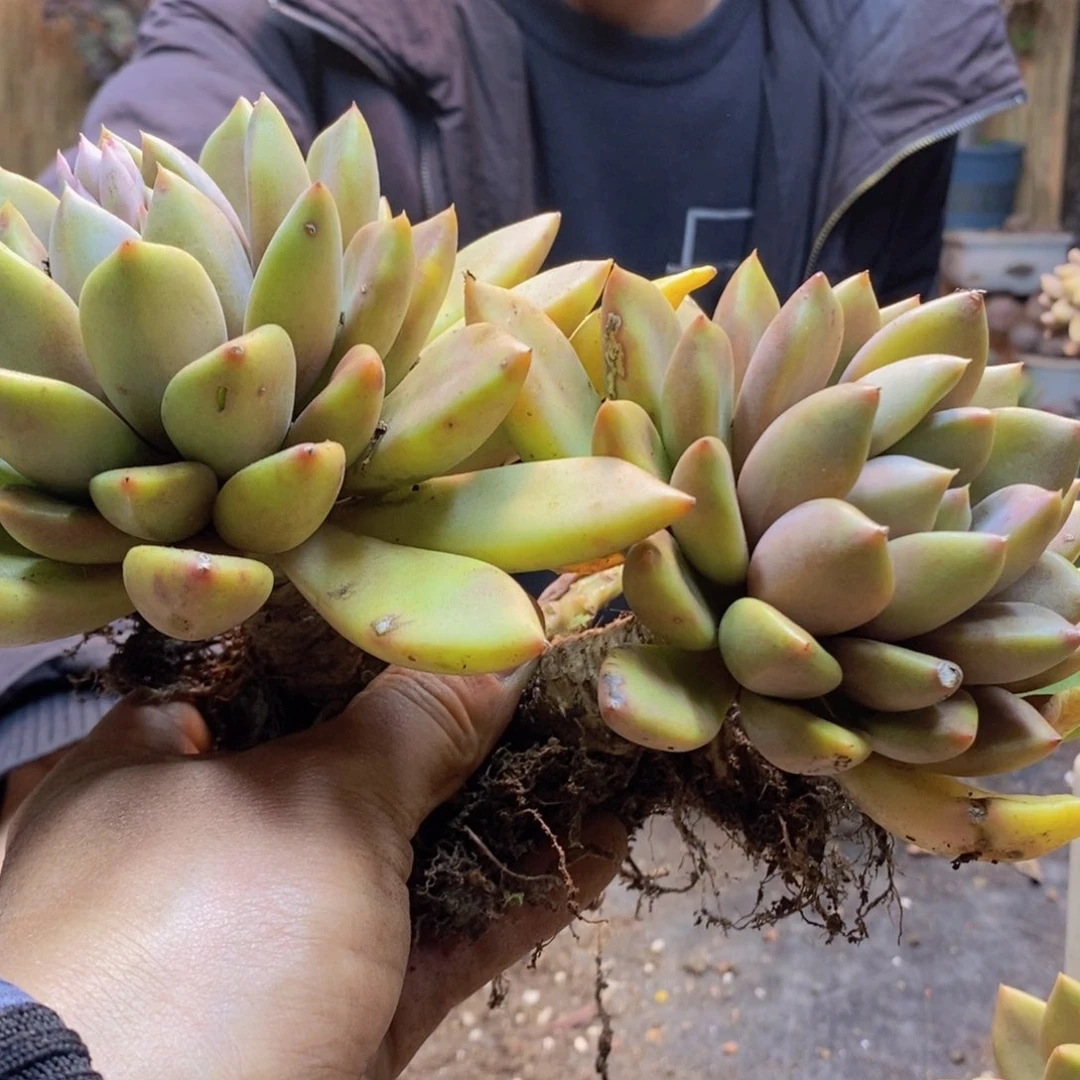 蔚H176号象牙多肉