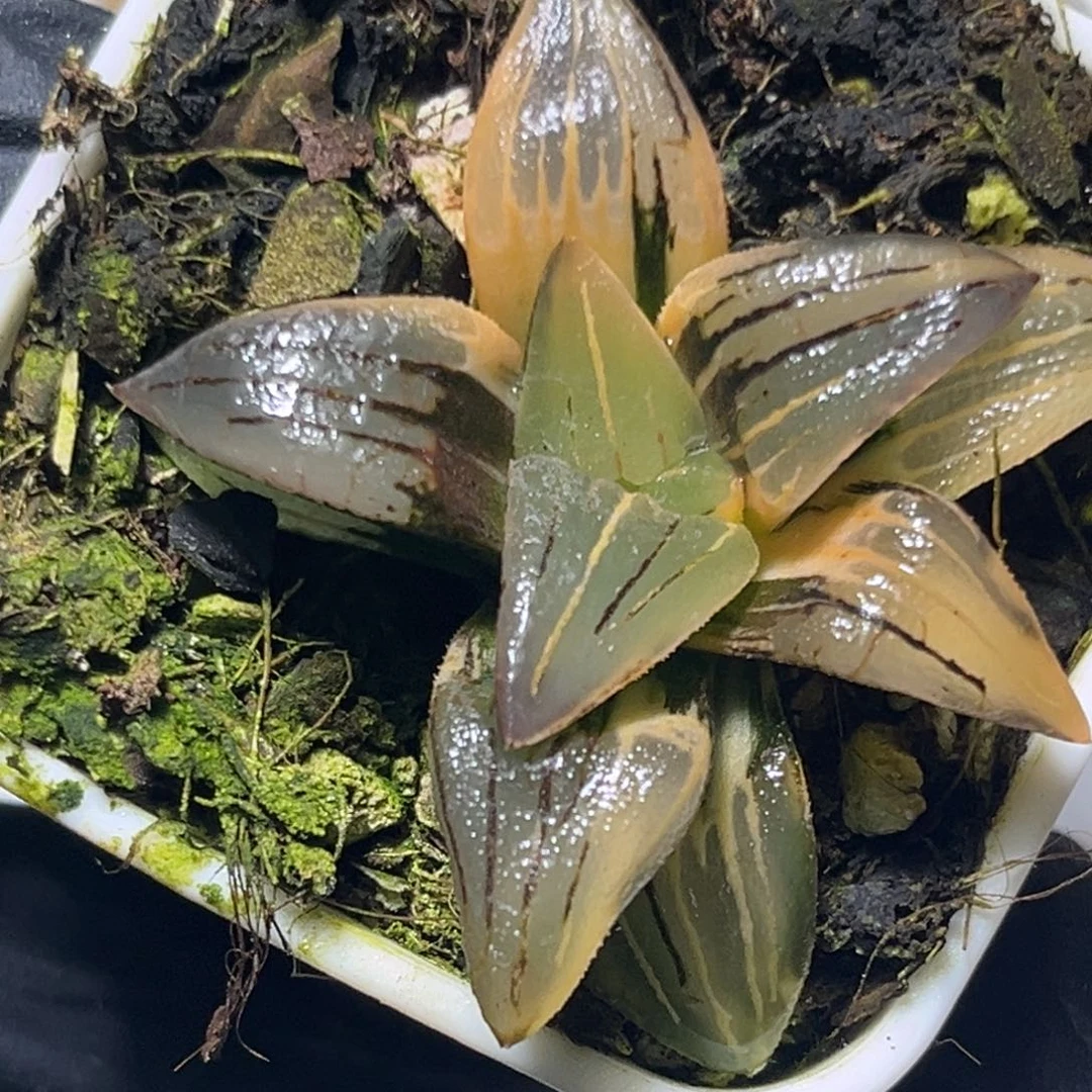 恭喜发财大吉大利0134