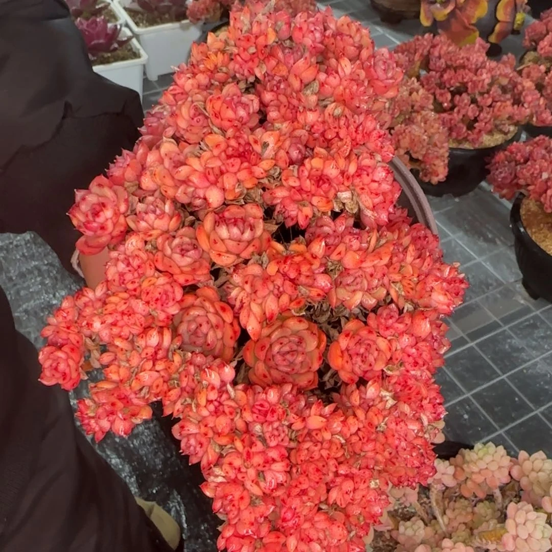 从前慢花园精选多肉彩票缀