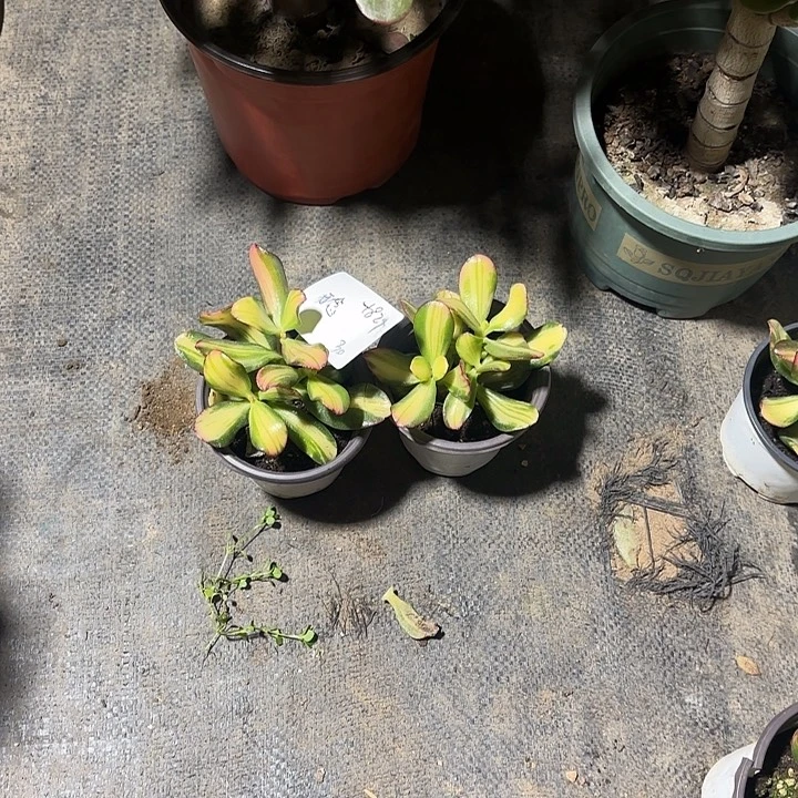 不***念当前无花栽培后可以开花卷叶30