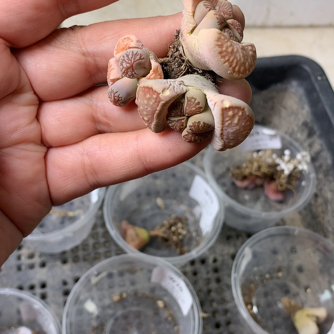 核****2X349多肉植物保护研究所