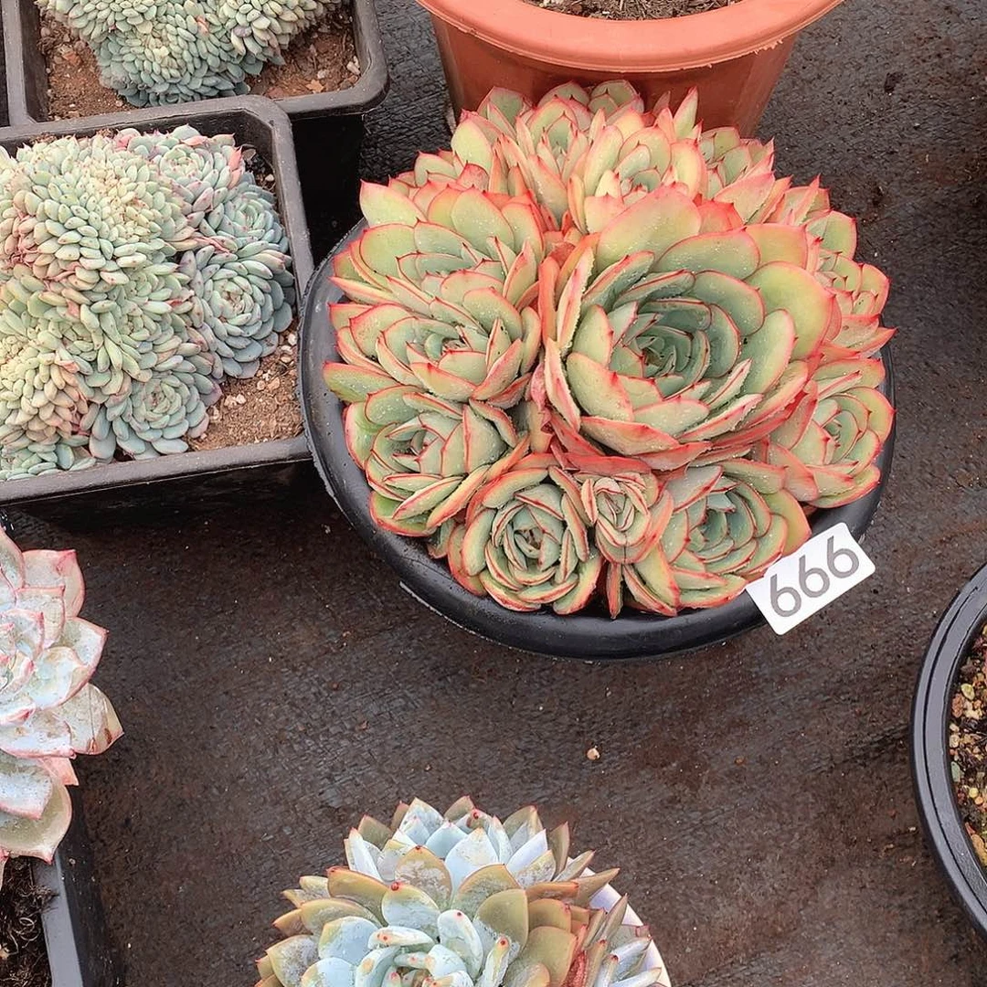 666牡丹亭 一物一拍多肉