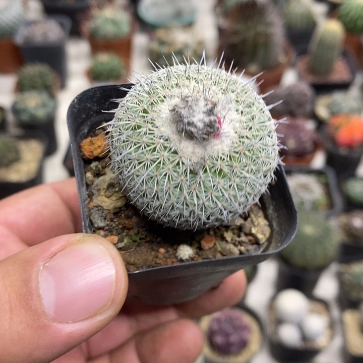 乌月丸特价福利包邮