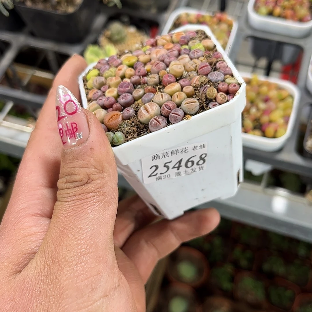 别****！25468一物一拍单头发货