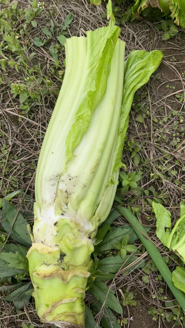 四川峨眉山 大棒菜赶集新鲜采摘生鲜青菜棒菜