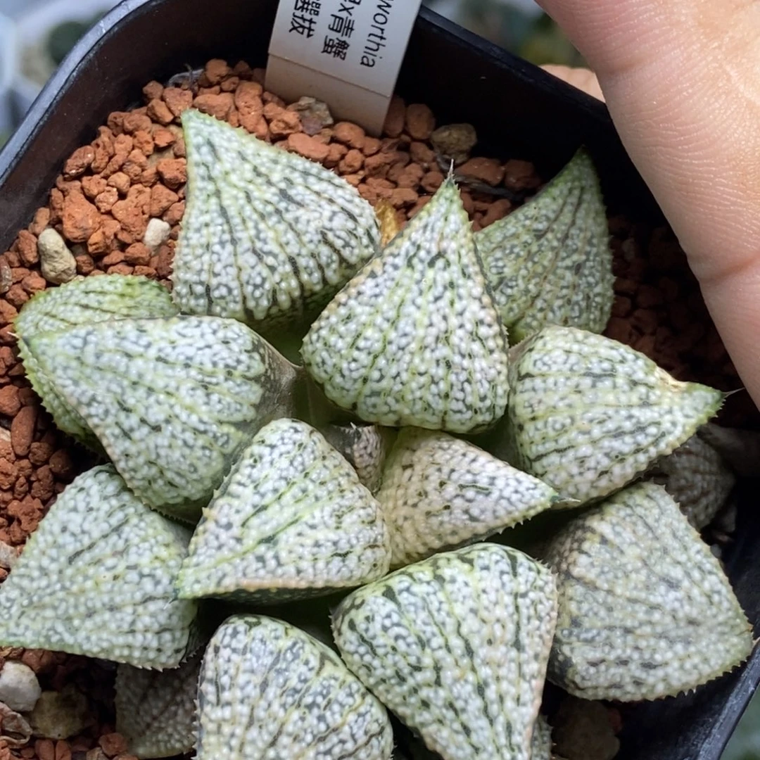 实生银蟹一物一拍