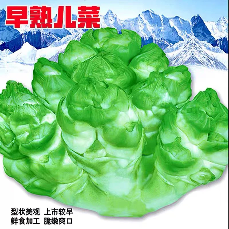 早熟儿菜种子四川重庆娃娃菜种子脆嫩肉白炒食儿菜种子蔬菜