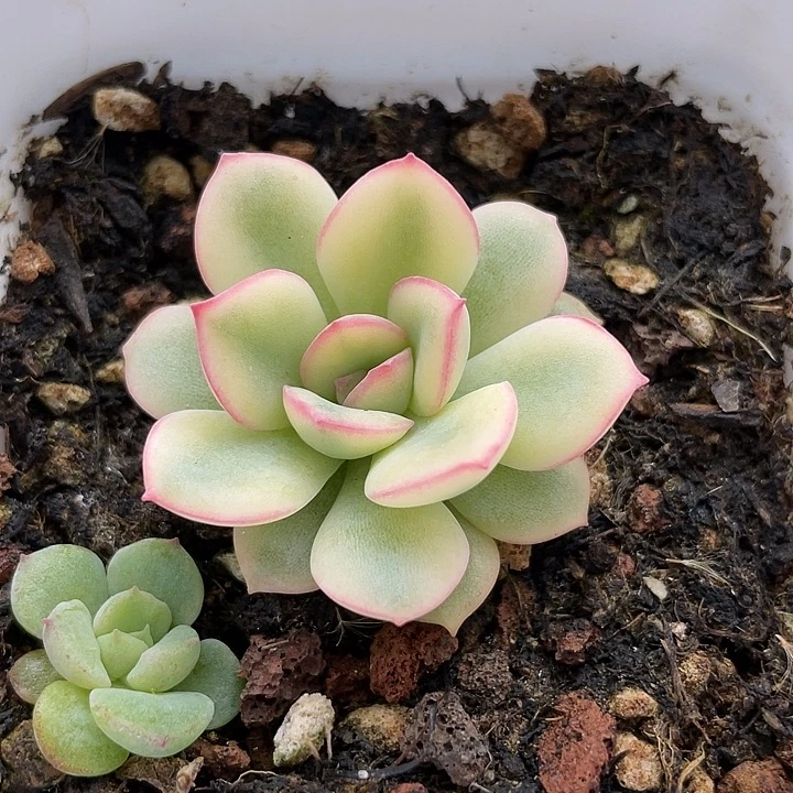语燕座白覆伦锦 可带盆土